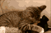萌宠 猫咪 狗狗 亲密