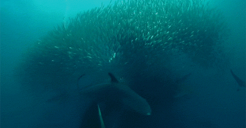 海洋 鲨鱼 张大嘴 动物