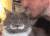 不想 宠物 生活 搞笑 喵星人 gif