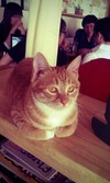 猫咪 安静 休息 注视