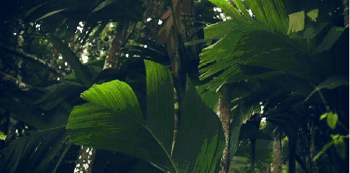 Paul&Wex 塞舌尔群岛 植物 纪录片 绿叶 风景