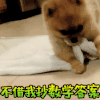 我就不起来 狗狗 可爱