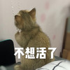 萌宠 猫星人 不想活了 难受 呆萌 可爱
