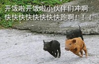 快跑啊 猪猪 开饭 冲刺