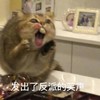 萌宠 猫星人 发出了反派的笑声 哈哈哈 呆萌 可爱
