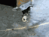 小猫 打闹 开心 害怕
