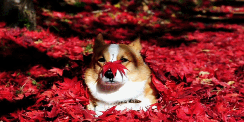 小狗 枫叶 红色 漂亮