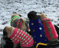 滑雪  狗狗   可爱