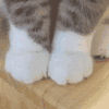 萌宠 猫星人 猫爪 搞怪 呆萌 可爱