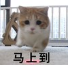 萌宠 猫星人 马上到 我来了 呆萌 可爱