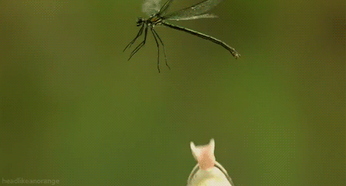 动物 青蛙 蜻蜓 搞笑