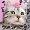 猫咪 大眼睛 问号 ExcuseMe