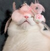 猫咪 逗 可爱 萌宠 搞笑