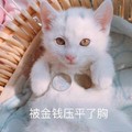 被金钱压平胸 硬币 猫咪 白毛 可爱