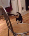 猫咪 椅子 搞笑 动态