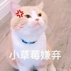 猫咪 喵星人 小草莓嫌弃 搞笑 可爱