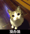 没办法 猫咪 跳跃 可爱