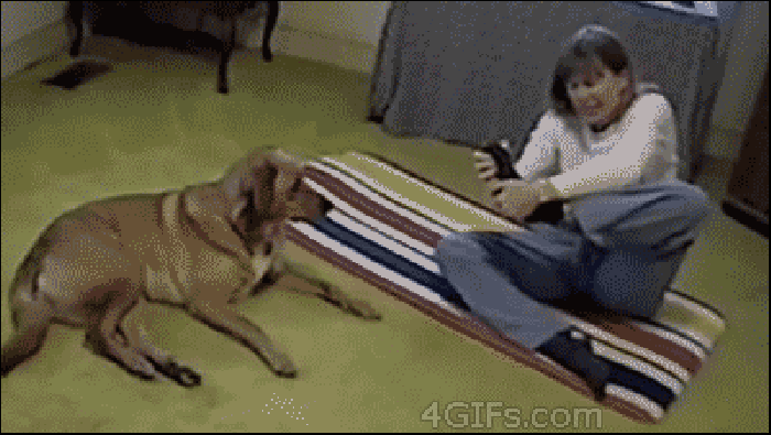 毯子 学习 小狗 瑜伽