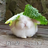 萌宠 兔子 我只是一只小白兔 无辜 呆萌 可爱
