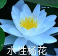 莲花 沙雕莲花 水性杨花