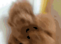 狗 汪星人 宠物 萌 可爱 泰迪