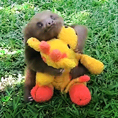 树懒 sloth