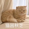 萌宠 猫星人 猫困秋乏 困了 呆萌 可爱
