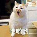 猫咪 直视 毛茸茸 哦呦呦