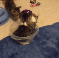 猫猫 打架 淘气 碗里