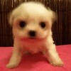 动物 狗狗 生气 萌