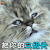萌宠 猫咪 猫 吃鸡 把你的三级头 交出来 soogif soogif出品