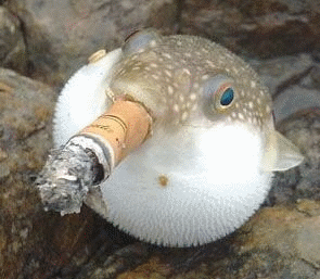 海鱼 抽烟 搞笑 萌萌哒