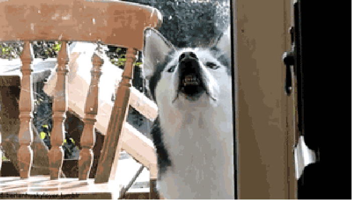 狗狗 呲牙 玻璃 搞笑