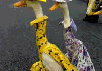 鸭子 搞笑 萌萌哒 夸张