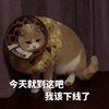 萌宠 猫星人 今天就到这吧 我该下线了 呆萌 可爱