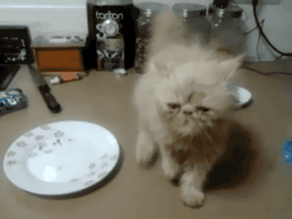 小猫 可爱 站立 盘子