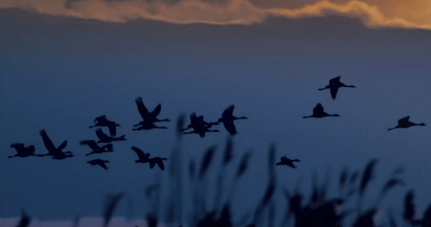 多瑙河-欧洲的亚马逊 归巢 纪录片 美 鸟 黄昏