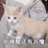萌宠 猫星人 刚睡醒还有点懵 无奈 呆萌 可爱