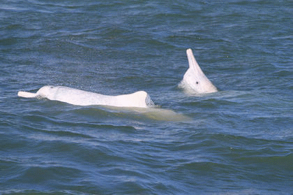 海豚 小伙伴 游泳 玩耍