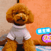 汪星人 狗 搞笑 萌宠 可爱