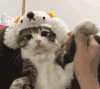 猫咪 喵星人 搞笑 可爱 淘气