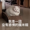 萌宠 喵星人 我是一团没有感情的糯米糍 团成一团 憨憨 可爱