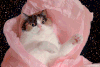 猫 宇宙 可爱 特效