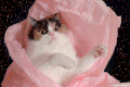 猫 宇宙 可爱 特效