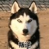 哈士奇 叛逆 斗图