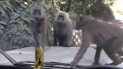 猴子 香蕉 玻璃 着急