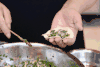 东北 美食 料理  饺子