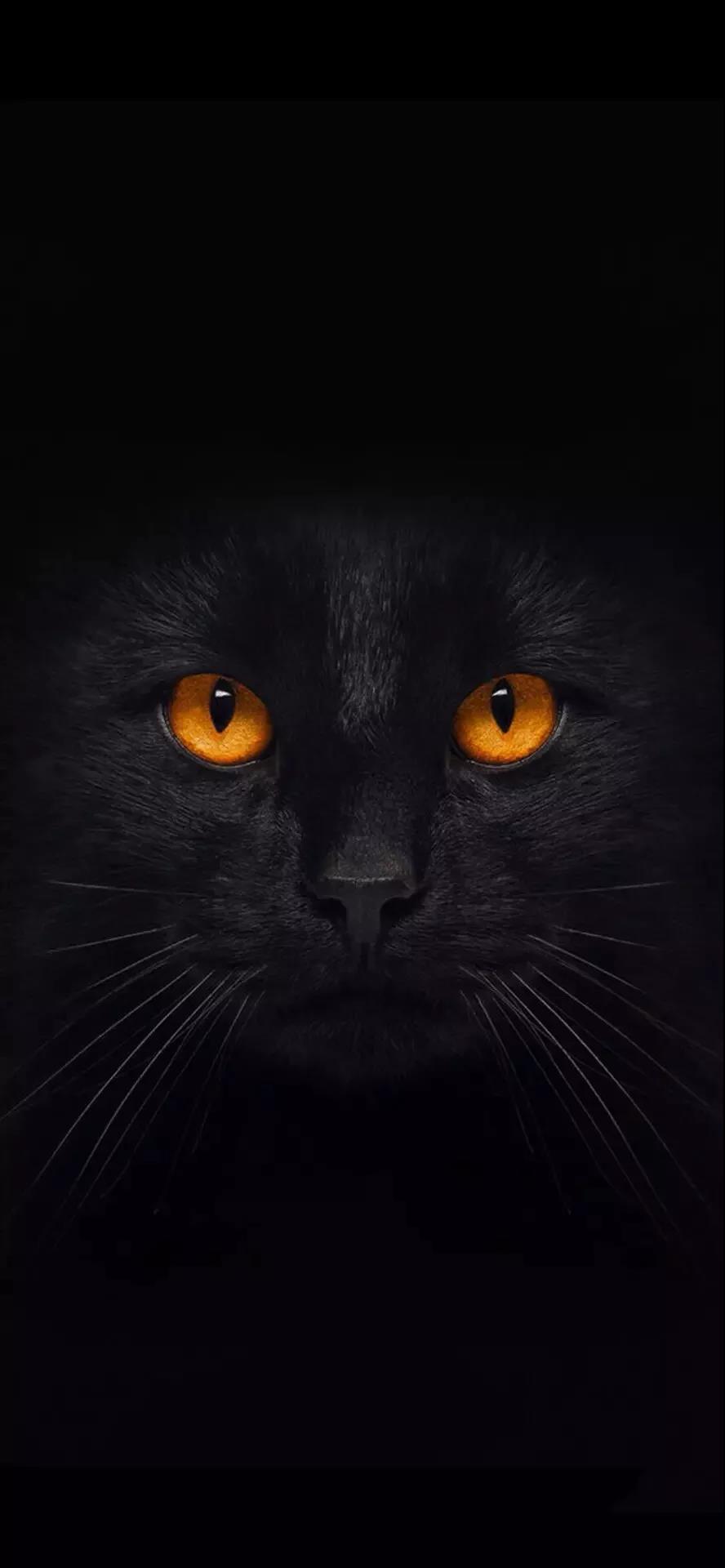 黑猫 壁纸 抖音 手机壁纸 猫咪 猫 萌宠