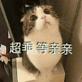 萌宠 喵星人 超乖 等亲亲 呆萌 可爱