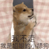 萌宠 汪星人 我不走 我是姐姐的舔狗 呆萌 可爱
